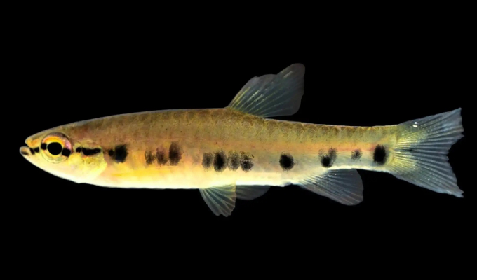 Loreto: científicos descubren nueva especie de pez endémico en el río Tigre