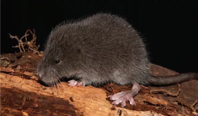 ¡Nuevo hallazgo! Descubren nueva especie de ratón semiacuática en los Andes del Perú