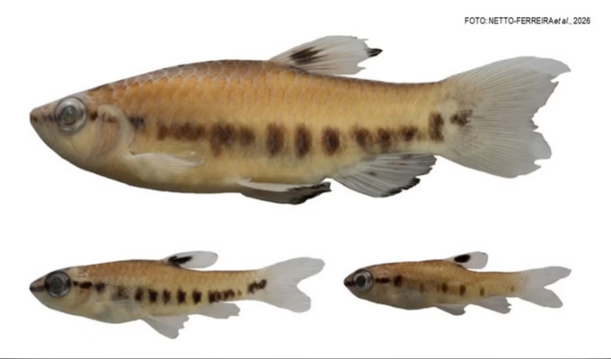 ¡Descubren nueva especie de pez en la Amazonía peruana!