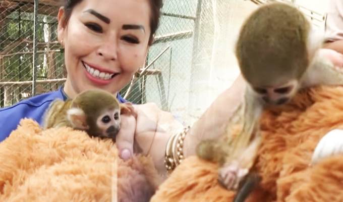 Rescatan a cría de mono fraile en Lima: piden no comprar fauna silvestre