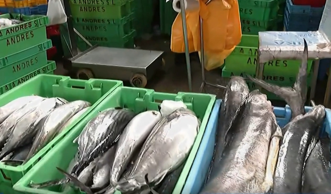 Precio del pescado baja en VMT: bonito se oferta a S/3 el kilo en terminal pesquero