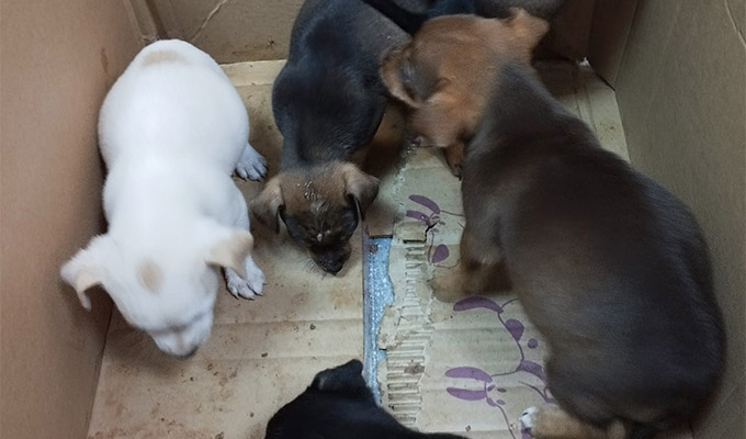 Surco: sujeto agrede a veterinario que le reclamó por abandonar a varios perritos en su clínica