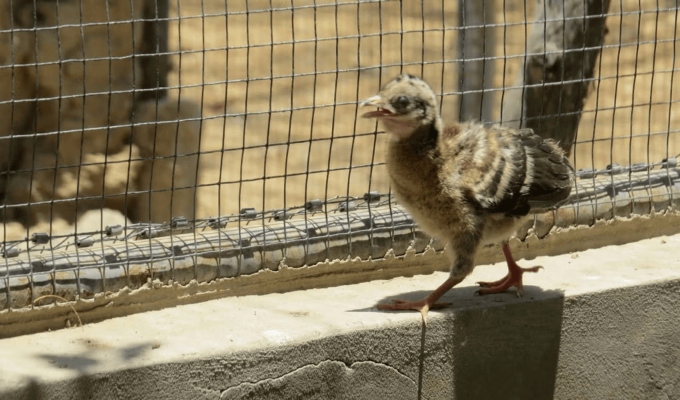 ¡Esperanza para la especie! Nacen ocho pavas aliblancas en Lambayeque