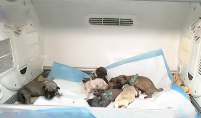 Surco: pese a los cuidados perritos abandonados en una veterinaria continúan en situación delicada