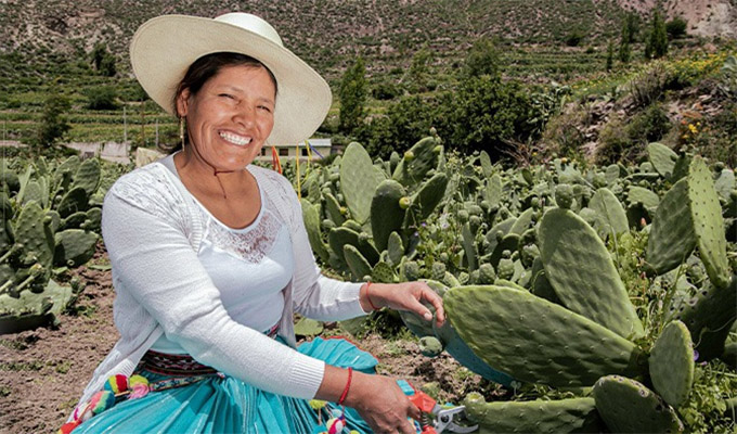 MIDAGRI : más de 4 mil mujeres emprendedoras participan de convocatoria EEMRI 2026