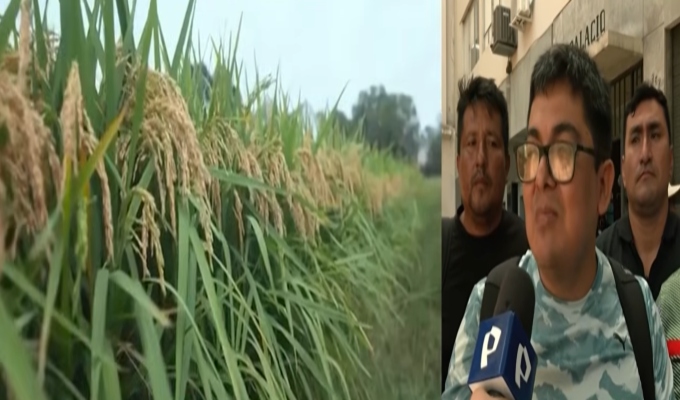 Productores nacionales de arroz advierten presencia de plaga en producto importado