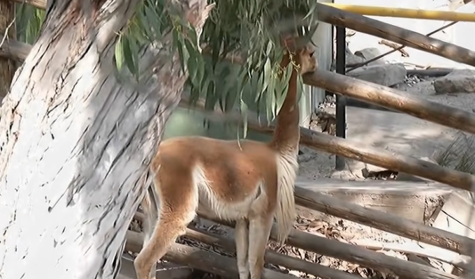 Parque de las Leyendas ofrece entradas a mitad de precio para niños por aniversario