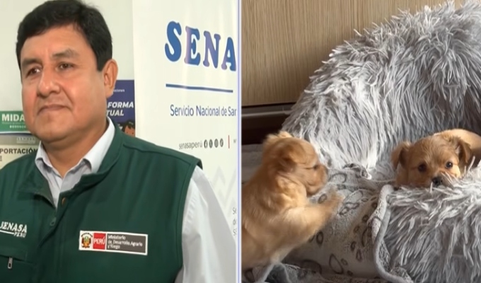 ¿Cómo viajar con tu mascota en Semana Santa? Conoce los requisitos de Senasa