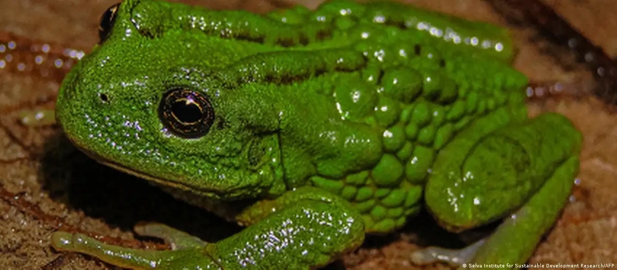 Científicos descubren nueva especie de rana marsupial en Amazonía peruana