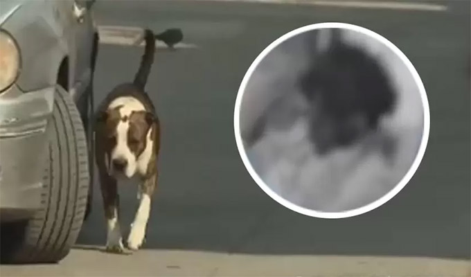 Pitbull desfigura a hombre en Villa El Salvador: animal ya atacó a otras personas