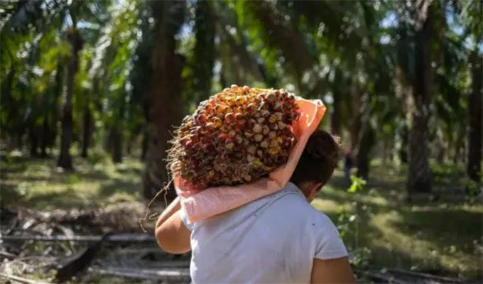 MIDAGRI: sector agropecuario creció 2,4% en el primer bimestre enero- febrero 2026