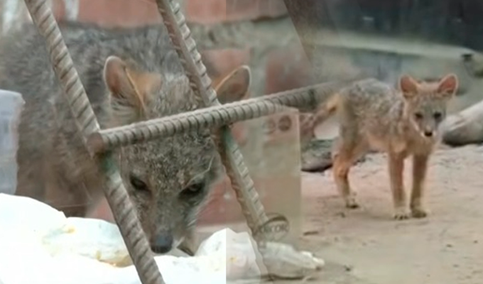 Nuevo “Run Run” en Lima: encuentran zorro dentro de carwash en SMP