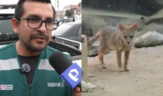 Serfor rescata a zorrito hallado dentro de un predio en SMP