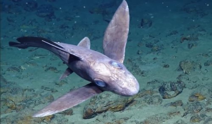 El misterioso tiburón blanco que habita en el mar peruano y sorprende a científicos
