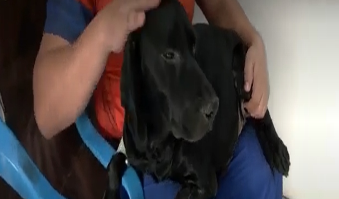 ¡Conmovedor! Perrito enfermo llega solo a veterinaria para pedir ayuda