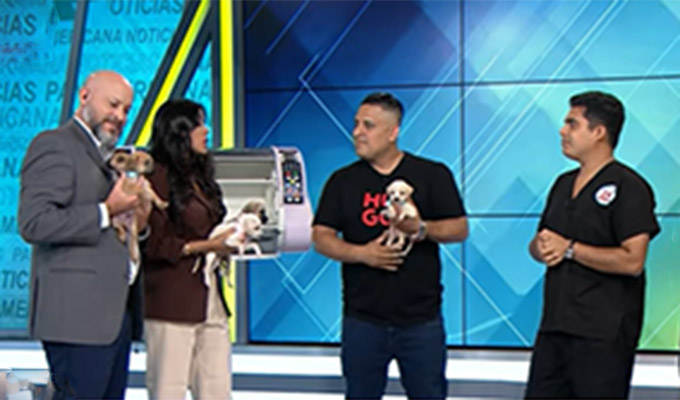 Perritos abandonados en una veterinaria de Surco son dados en adopción