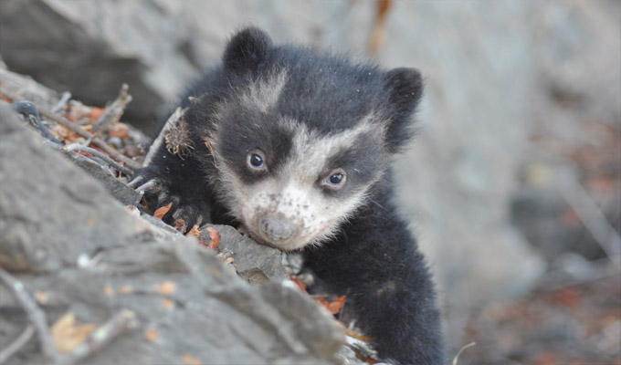 Conoce cómo puedes ayudar a proteger al oso de anteojos a través de Yape
