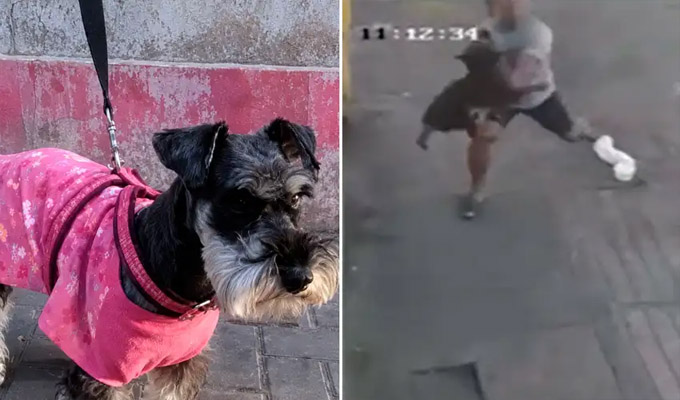El Agustino: joven atrapa en el aire y le salva la vida a perrita que cayó de un tercer piso