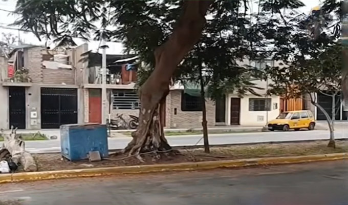 Ica: vecinos denuncian que motociclistas matan palomas con rifle en plena avenida