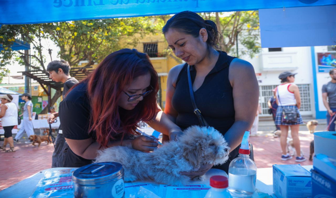 Lince: campaña veterinaria brindará atención gratuita, vacunación y jornada de adopción para mascotas este domingo 14 de junio