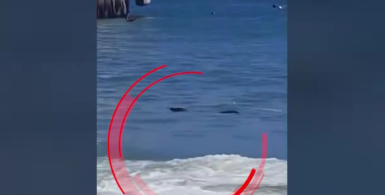 Aparece cocodrilo en playa Los Órganos en Piura