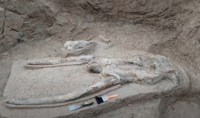 Hallan fósiles de mastodontes en Junín: restos permitirán conocer antiguos ecosistemas andinos