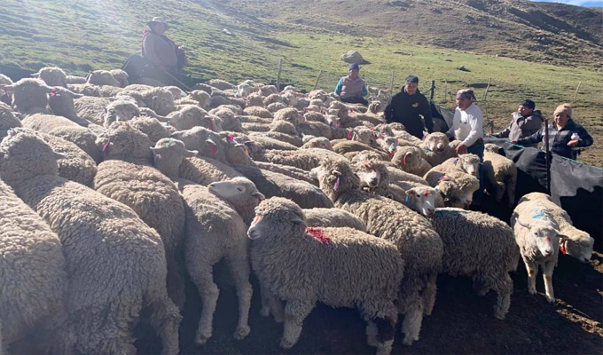 Bajas temperaturas matan ganado ovino en Junín: frío extremo llega a los 12 grados bajo cero