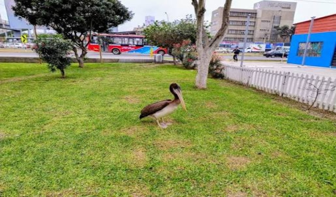 Serfor rescata a pelícano que permanecía dos días en parque de San Miguel