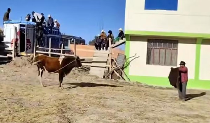Corrida de toros deja un muerto en Puno: víctima ingresó al ruedo en aparente estado de ebriedad