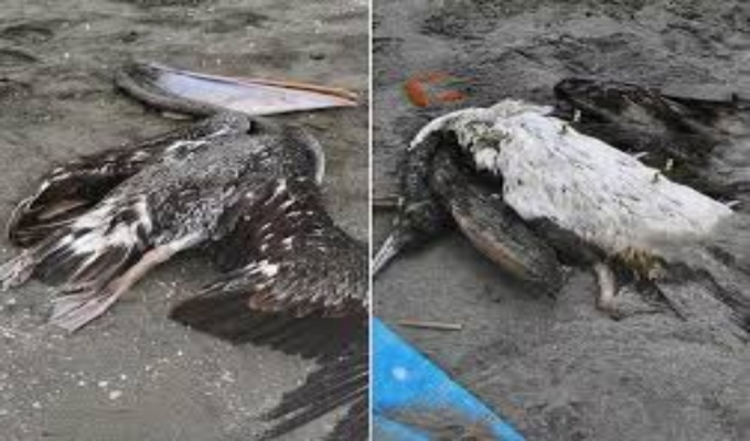 Decenas de aves marinas aparecen muertas en playas de Pisco y alertan impacto del calentamiento del mar