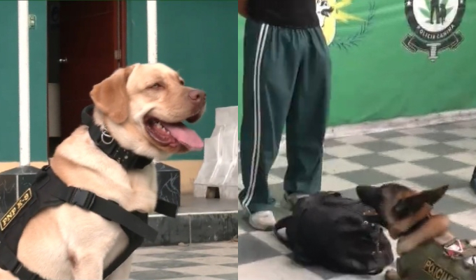 Atlas y Floky: los perros antidrogas de la Policía que detectan sustancias ilícitas en equipajes