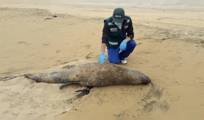 Hallan decenas de especies marinas muertas en playas de Chiclayo y Pisco