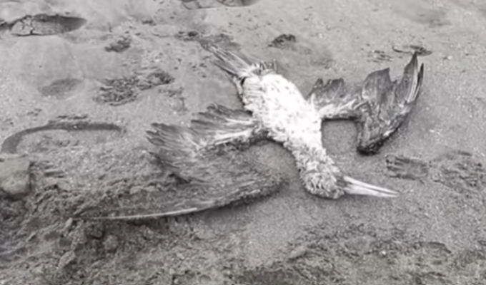 Escasez de anchoveta afecta a pelícanos en la costa de Pisco