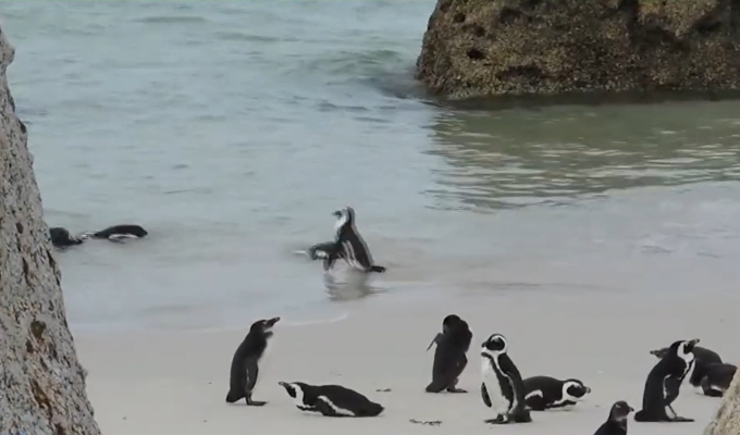 Denuncian que pingüinos están en riesgo de extinción por fenómeno "El Niño"