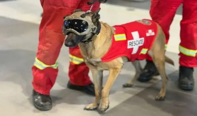 Heroína de cuatro patas: así fue la misión salvavidas de la perrita rescatista Kaira en Venezuela