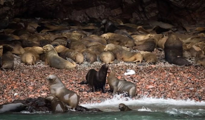 Minam activa protocolos de vigilancia tras muerte de lobos marinos en Reserva Nacional de Paracas