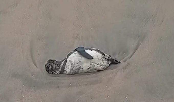 Chimbote: reportan muerte de aves marinas y lobos marinos debilitados en el litoral