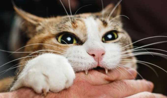 ¿Tu gato te muerde? Descubre la razón detrás de este comportamiento