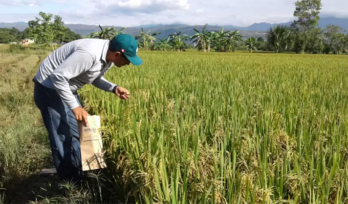 Productores de arroz anuncian nuevo paro: piden que el Ejecutivo atienda la crisis que afecta al sector