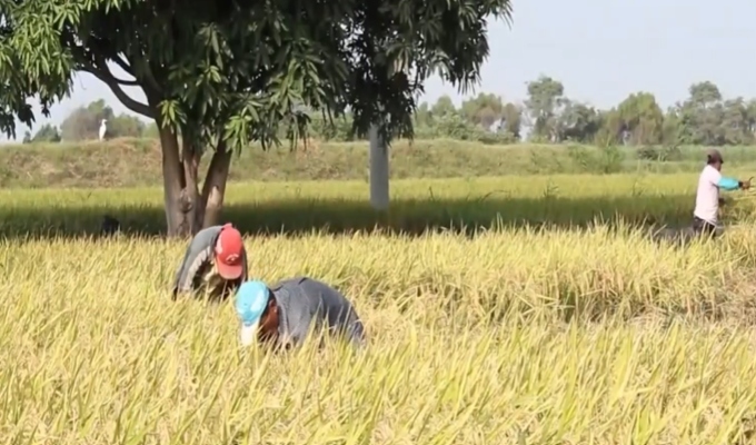 Fenómeno El Niño pondría en riesgo el abastecimiento de alimentos y afectaría a millones de productores