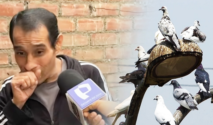 Vecinos denuncian aumento descontrolado de palomas en calles de El Agustino