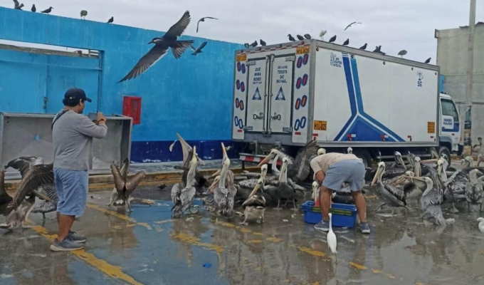 Chimbote: pescadores ayudan a cientos de pelícanos afectados por falta de alimento