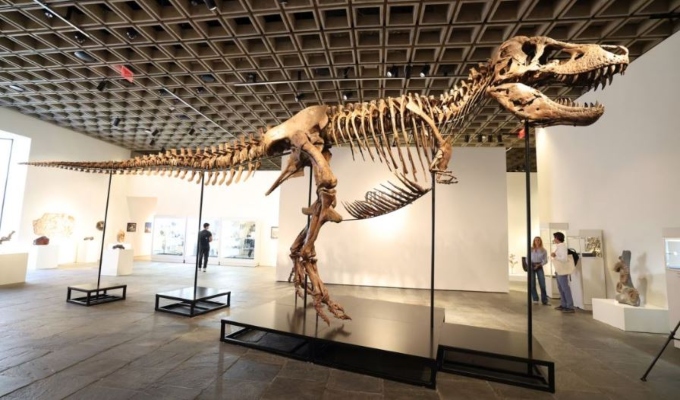 Venden esqueleto completo de un T. Rex por cifra récord de US$50,1 millones