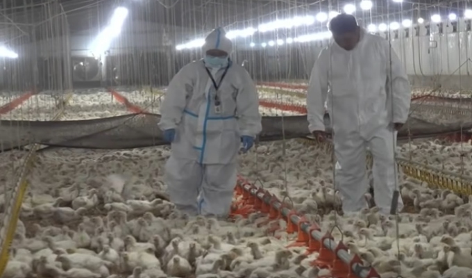Declaran emergencia sanitaria por 90 días tras detectarse brote de gripe aviar en aves de crianza