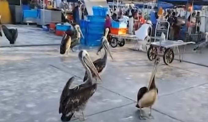 Cientos de pelícanos llegan al terminal pesquero de Trujillo por falta de alimento