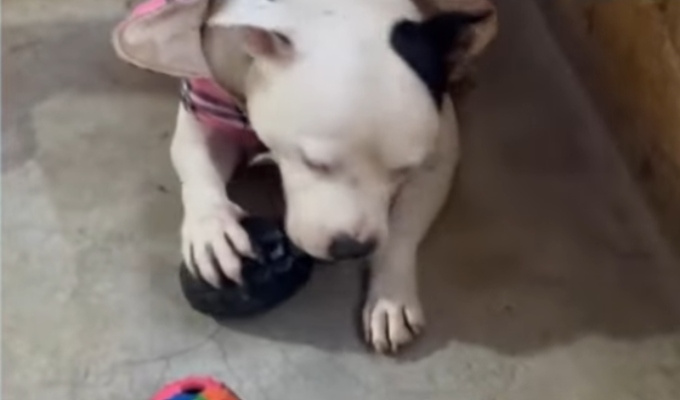 Confunden juguete para perro con una granada y generan alarma en Los Olivos
