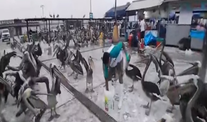 ¡Invasión de pelícanos! Cientos de aves llegan hambrientas a terminal pesquero