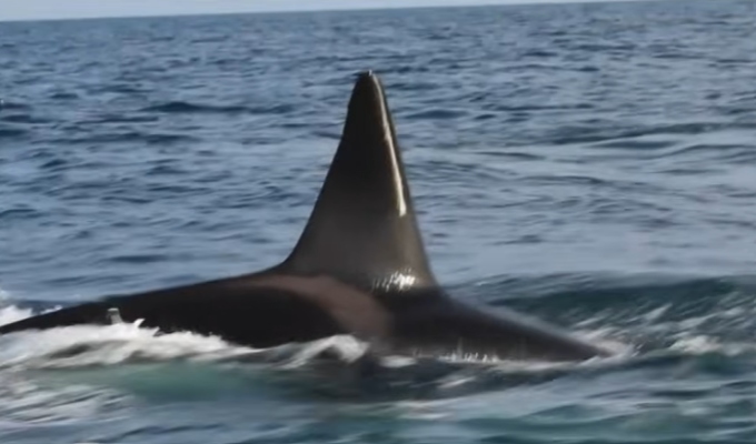 Especialista explica por qué aumentan los avistamientos de ballenas y orcas en el litoral peruano