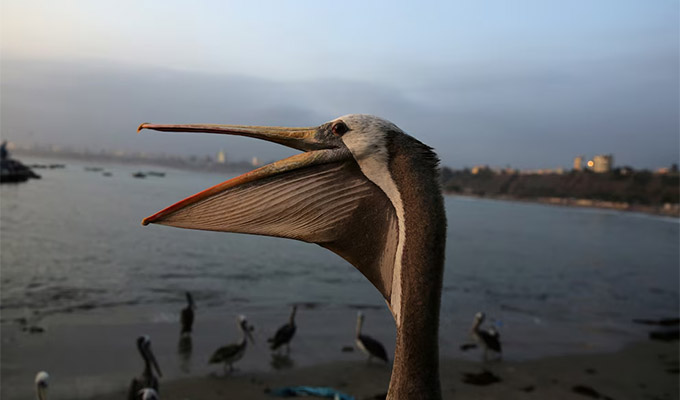 Pelícanos hambrientos invaden puerto de Chorrillos: escasea anchoveta por fenómeno de El Niño