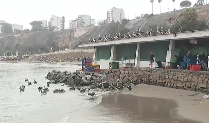 Pelícanos invaden Chorrillos: aves marinas buscan comida en el muelle